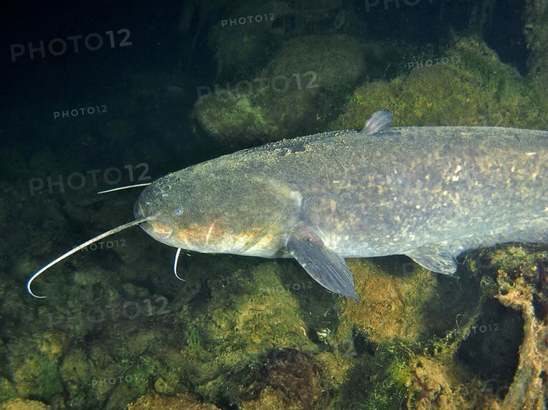 Catfish