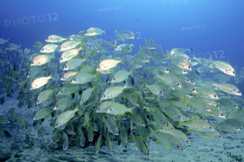 Shoal