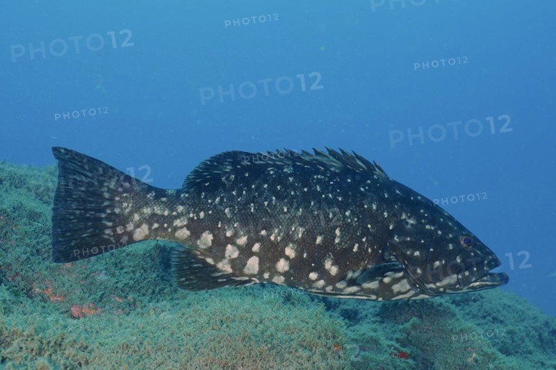 Dusky grouper