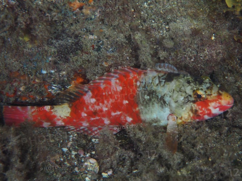 A specimen of mediterranean parrotfish