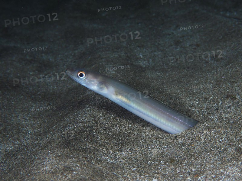 Golden Balearic sea eel