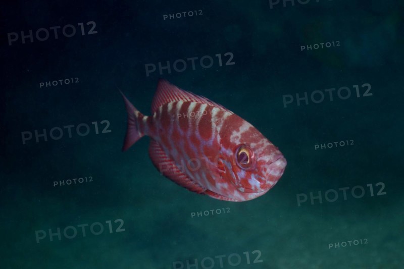 Bigeye glasseye snapper
