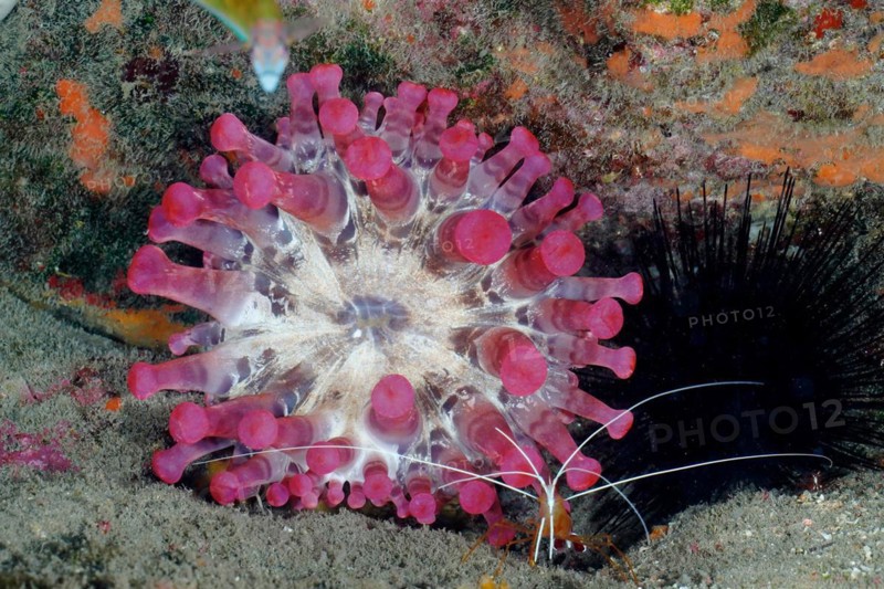 Pink club-tipped anemone