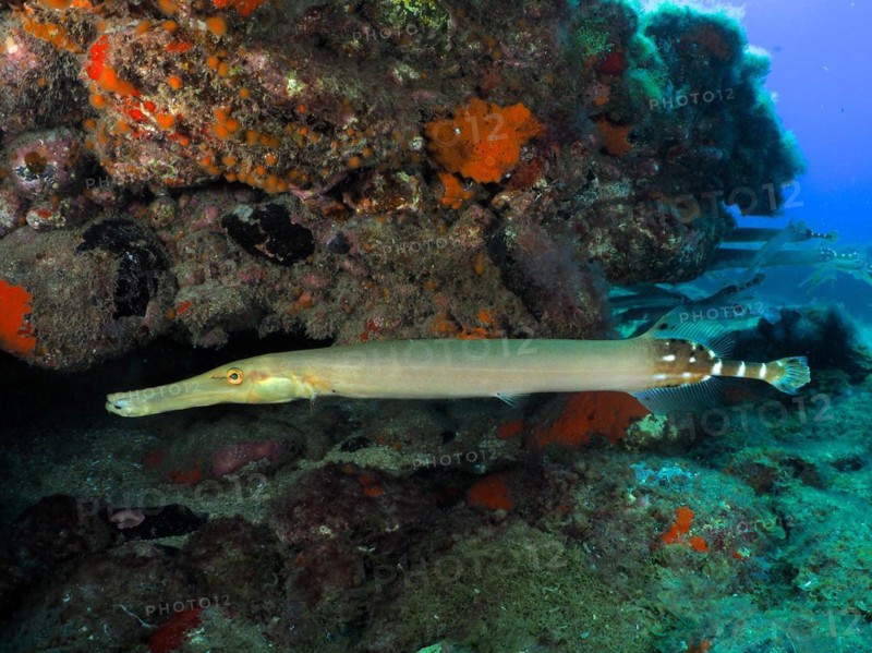 Atlantic cornetfish