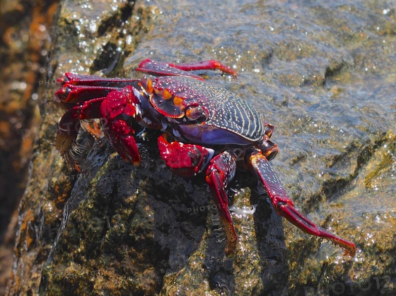 Red rock crab