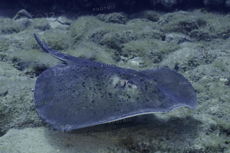 Round stingray