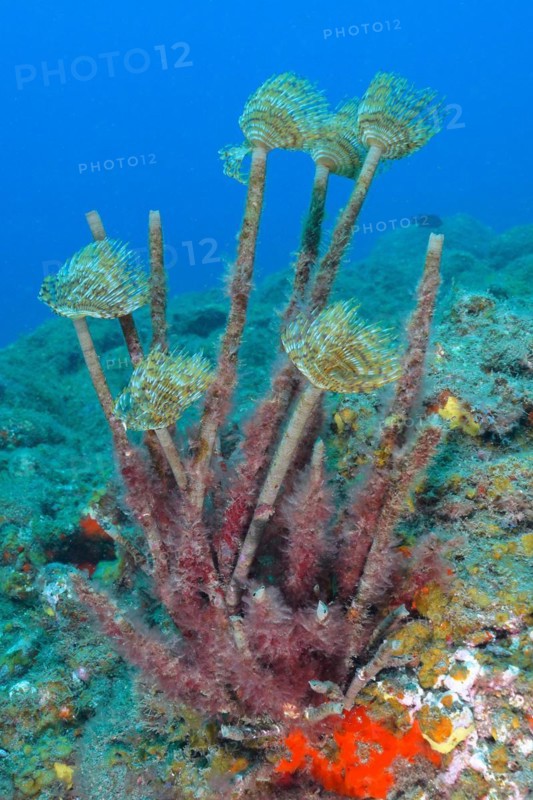 Mediterranean fanworm