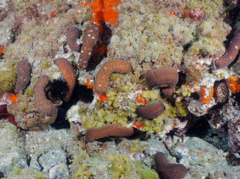 Several specimens of sea cucumber