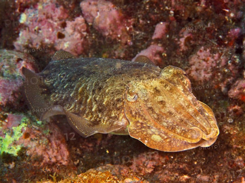Cuttlefish Sepia officinalis 1f common cuttlefish