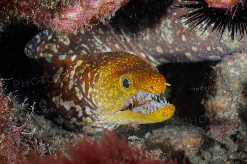 Portrait of fangtooth moray