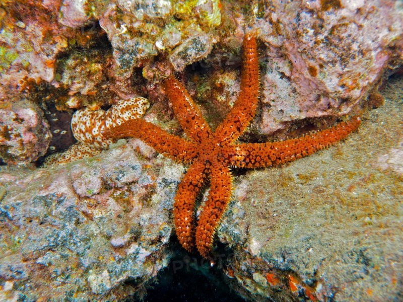 White starfish