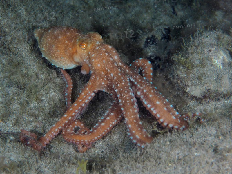 White spotted octopus