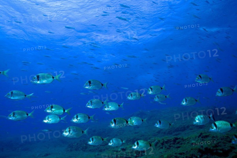 Shoal