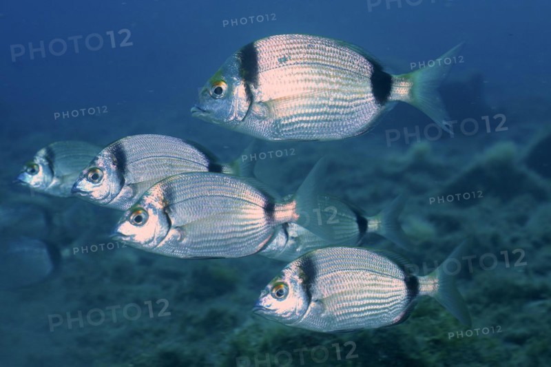 Common two-banded seabream