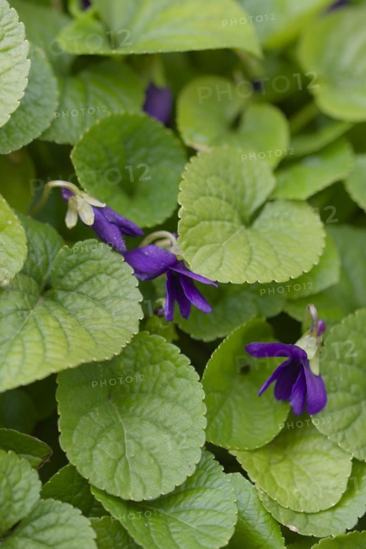 Scented violet