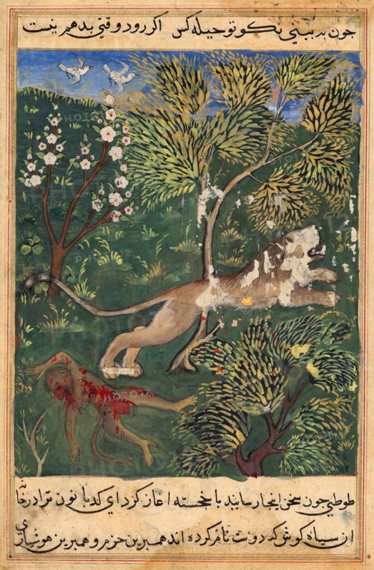 The lion