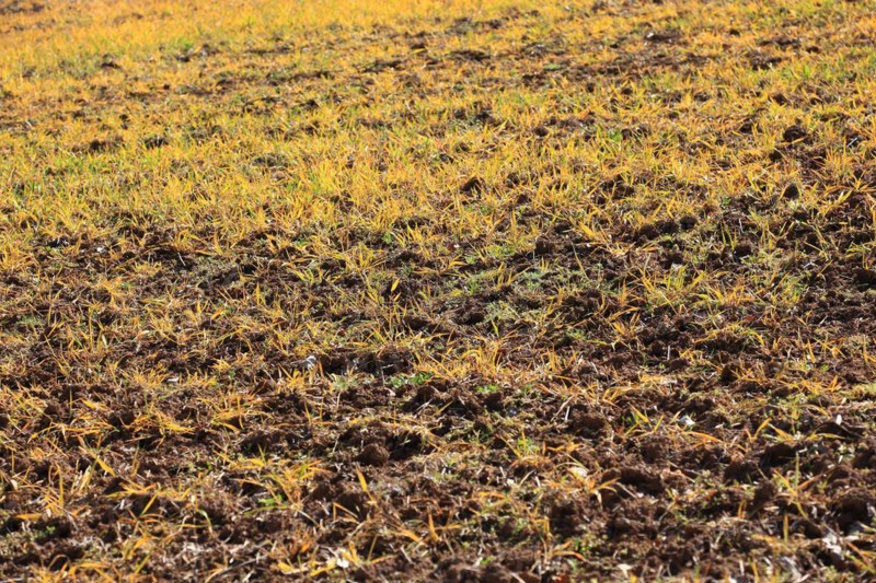 Field treated with a plant poison in front of cultivation