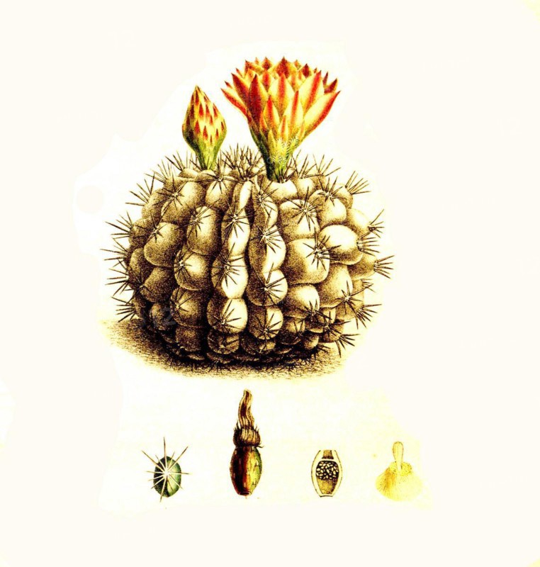 Cacti
