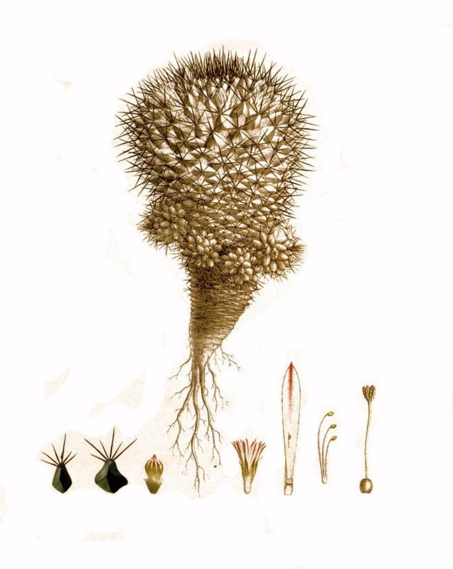 Cacti