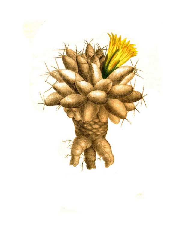 Cactus