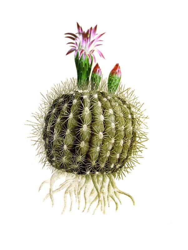 Cacti