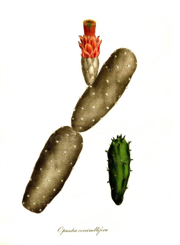 Cacti