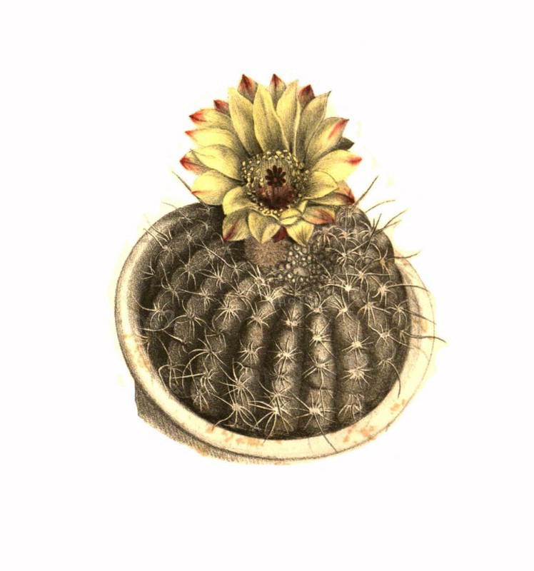Cacti