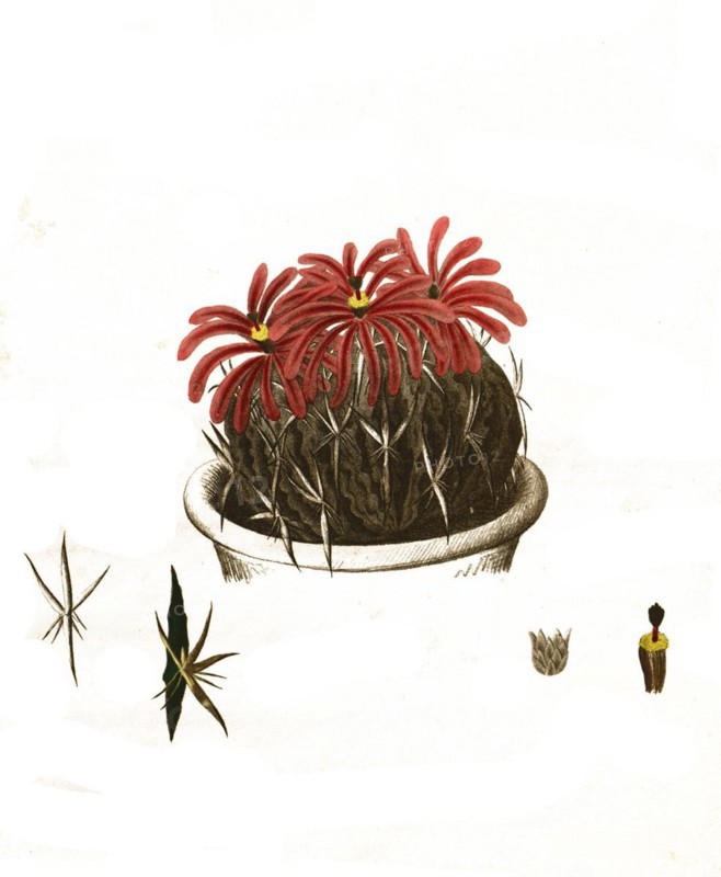 Cacti