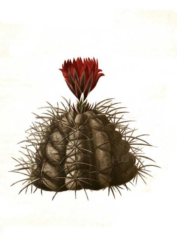 Cacti