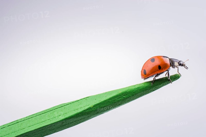 Beautiful photo of red ladybug walking on a wooden stick