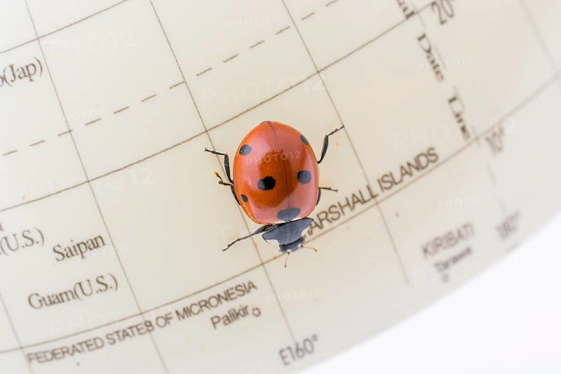 Ladybug walking on a little colorful model globe
