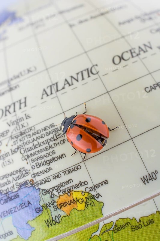 Ladybug walking on a little colorful model globe