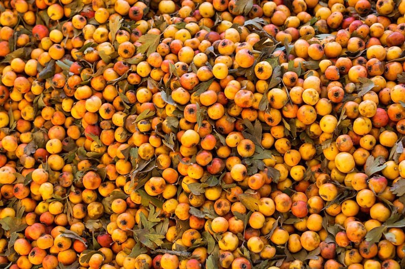 Azarole