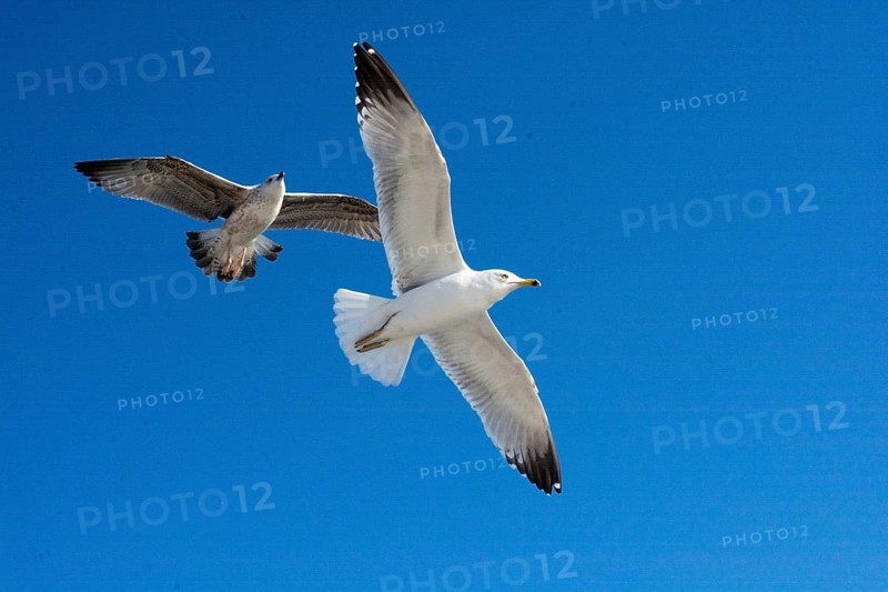 Pair of seagulls flying in the sky background