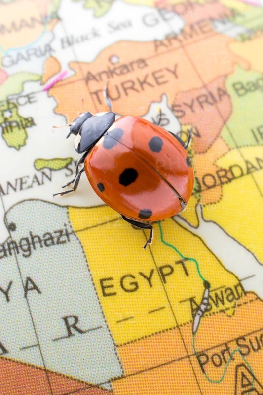 Ladybug walking on a little colorful model globe