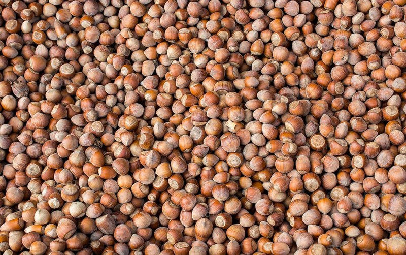 Dried unshelled hazelnuts seeds of Whole nuts as background