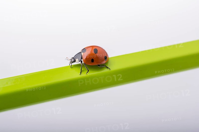 Beautiful photo of red ladybug walking on a wooden stick