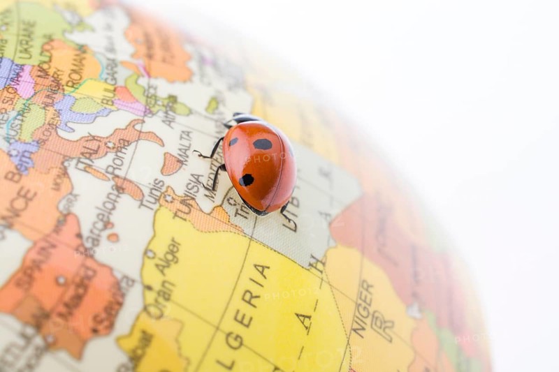 Ladybug walking on a little colorful model globe