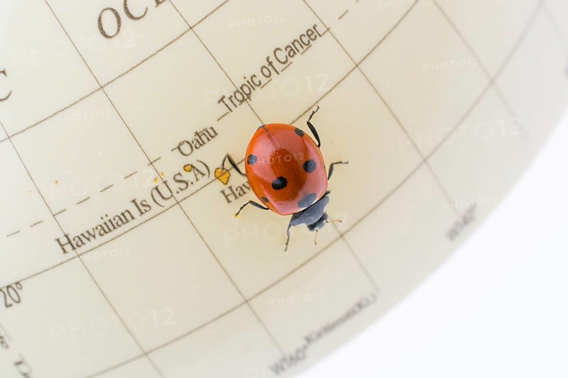 Ladybug walking on a little colorful model globe