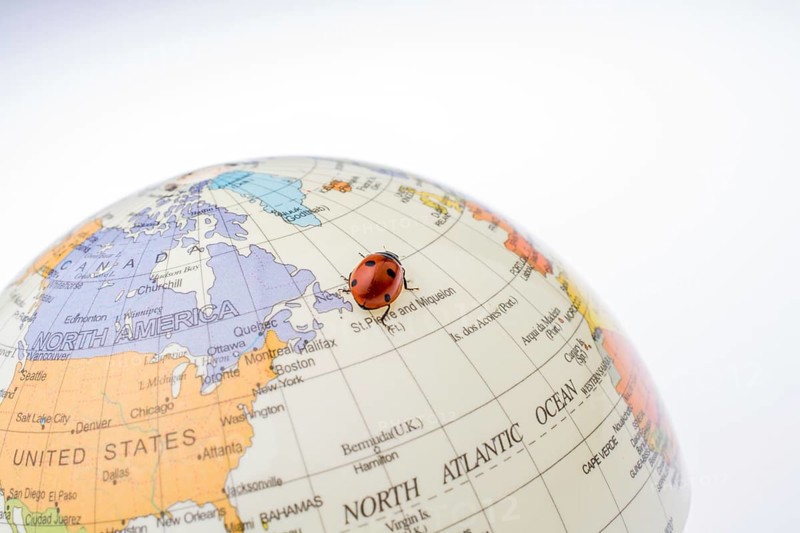 Ladybug walking on a little colorful model globe
