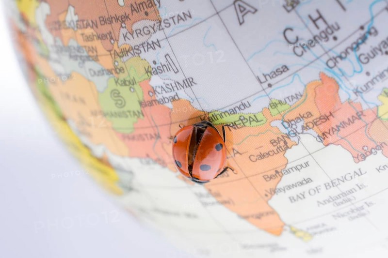 Ladybug walking on a little colorful model globe