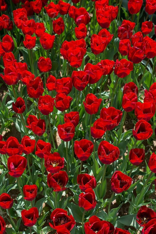 Blooming colorful tulip flowers in garden as floral background