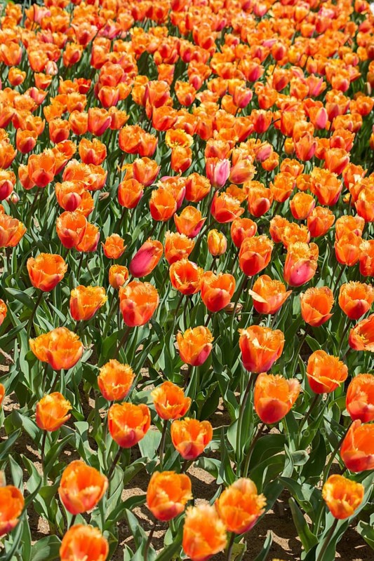 Blooming colorful tulip flowers in garden as floral background