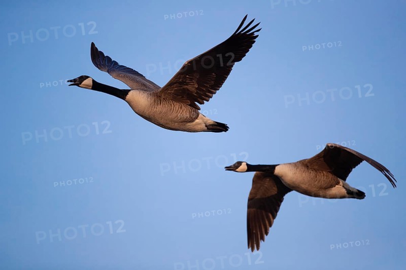 A pair of Canada geese in flight