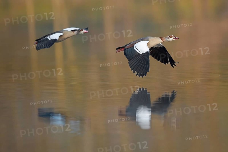 A pair of Egyptian Geese in flight in the Ruhrpott