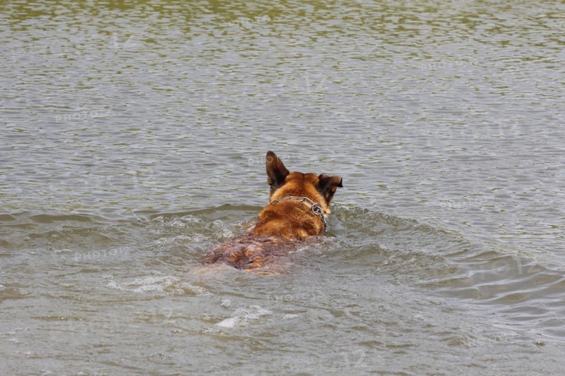 Malinois