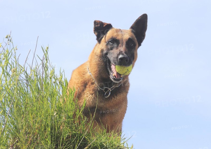 Malinois