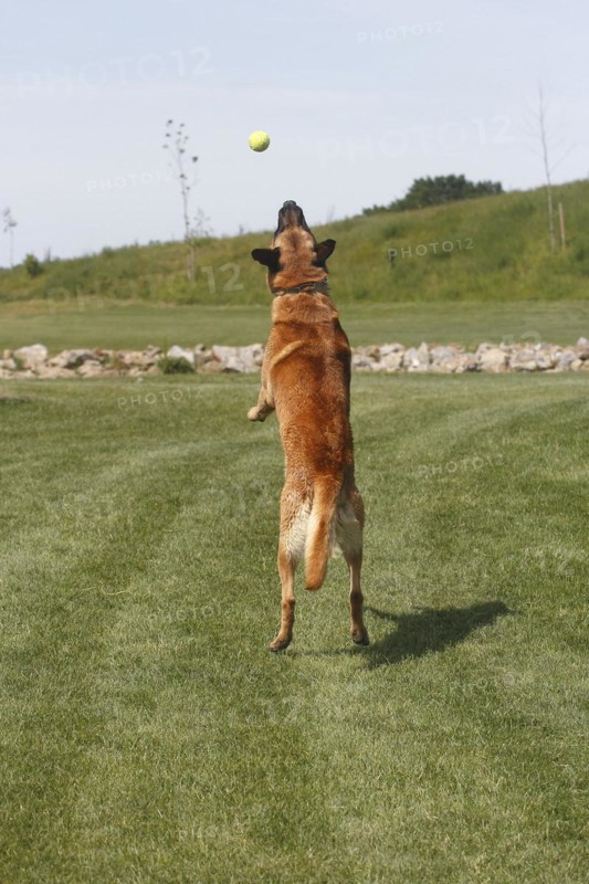 Malinois