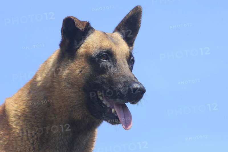 Malinois