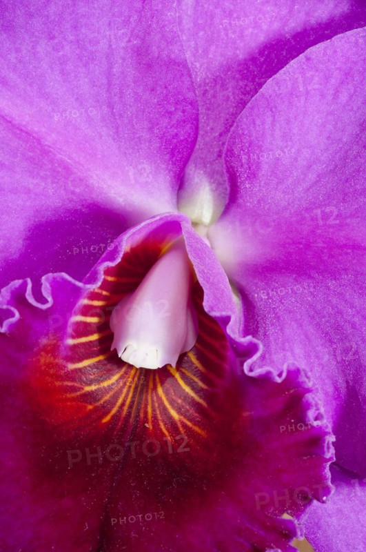 Rhyncholaeliocattleya Lucky Strike